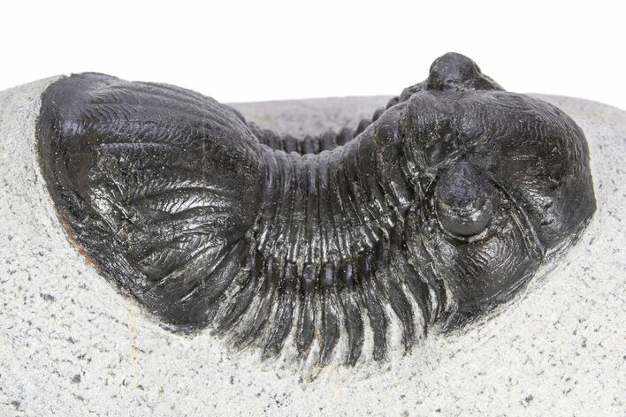 Paralejurus Trilobite Fossil - Ofaten, Morocco #341193